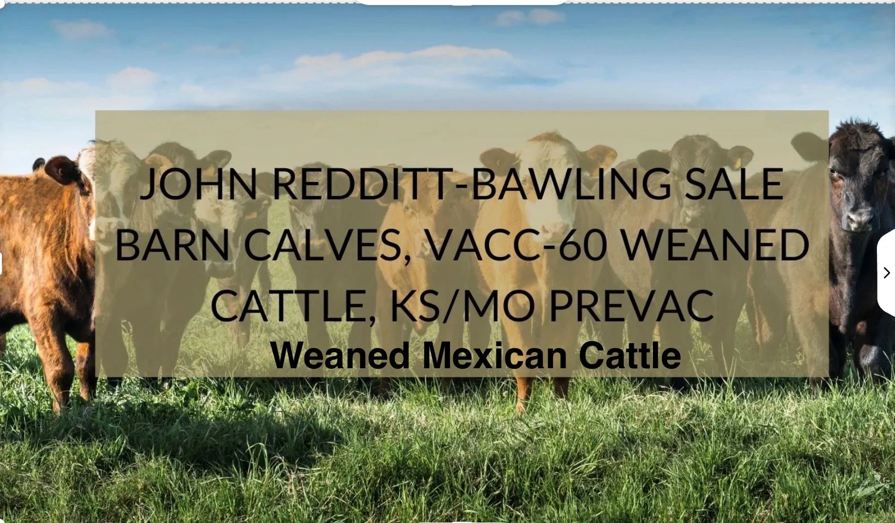 Cattle herd grazing in pasture